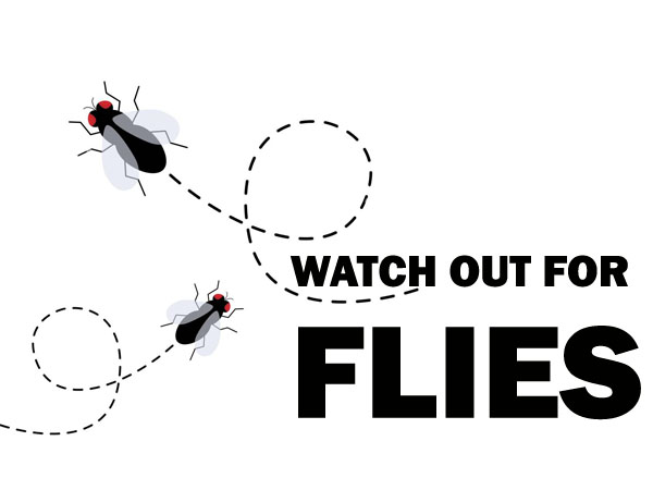 Watch out for flies